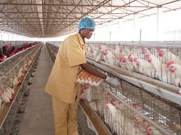 Poultry Farming in Nigeria: How to Start, Income, Skills & Official Resources.